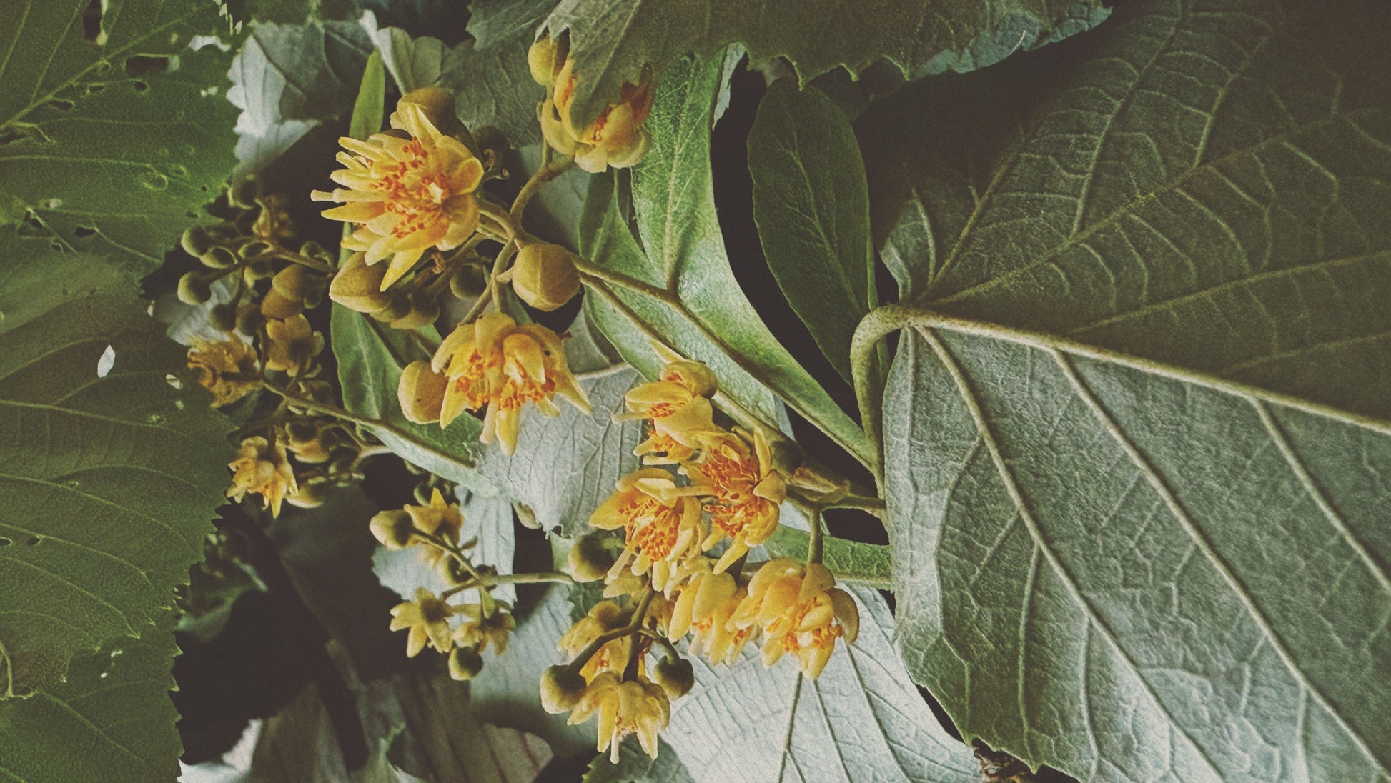 Travel Sustenance, Camille Becerra | Sweet & Sour Linden Blossom Syrup